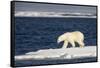 Polar Bear on Melting Pack Ice at Spitsbergen-Paul Souders-Framed Stretched Canvas