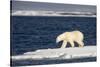 Polar Bear on Melting Pack Ice at Spitsbergen-Paul Souders-Stretched Canvas