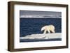 Polar Bear on Melting Pack Ice at Spitsbergen-Paul Souders-Framed Photographic Print