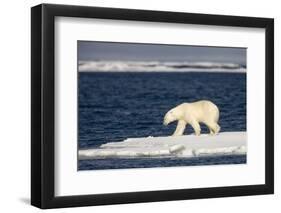 Polar Bear on Melting Pack Ice at Spitsbergen-Paul Souders-Framed Photographic Print