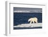 Polar Bear on Melting Pack Ice at Spitsbergen-Paul Souders-Framed Photographic Print