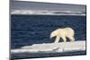 Polar Bear on Melting Pack Ice at Spitsbergen-Paul Souders-Mounted Photographic Print