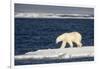 Polar Bear on Melting Pack Ice at Spitsbergen-Paul Souders-Framed Photographic Print