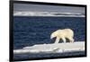 Polar Bear on Melting Pack Ice at Spitsbergen-Paul Souders-Framed Photographic Print