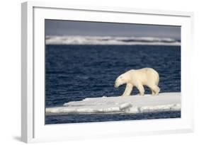 Polar Bear on Melting Pack Ice at Spitsbergen-Paul Souders-Framed Photographic Print