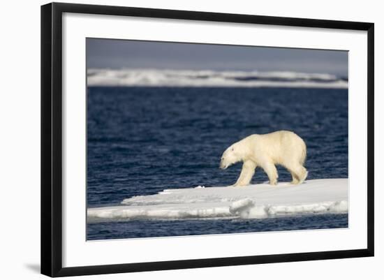 Polar Bear on Melting Pack Ice at Spitsbergen-Paul Souders-Framed Photographic Print