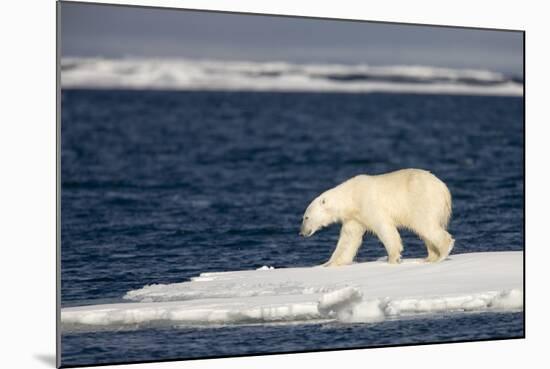 Polar Bear on Melting Pack Ice at Spitsbergen-Paul Souders-Mounted Photographic Print