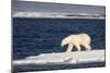 Polar Bear on Melting Pack Ice at Spitsbergen-Paul Souders-Mounted Photographic Print