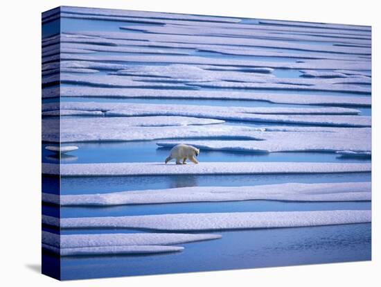 Polar Bear on Pack Ice-Hans Strand-Stretched Canvas