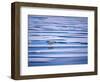 Polar Bear on Pack Ice-Hans Strand-Framed Photographic Print