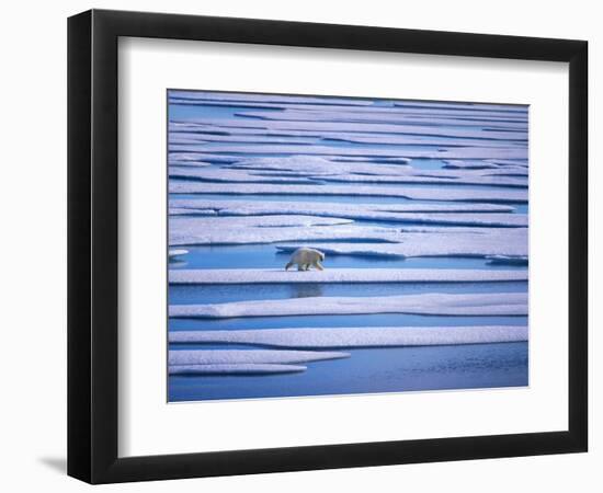 Polar Bear on Pack Ice-Hans Strand-Framed Photographic Print