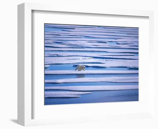 Polar Bear on Pack Ice-Hans Strand-Framed Photographic Print