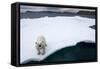 Polar Bear on Sea Ice at Svalbard on Summer Evening-Paul Souders-Framed Stretched Canvas