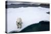 Polar Bear on Sea Ice at Svalbard on Summer Evening-Paul Souders-Stretched Canvas