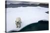 Polar Bear on Sea Ice at Svalbard on Summer Evening-Paul Souders-Stretched Canvas