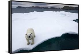 Polar Bear on Sea Ice at Svalbard on Summer Evening-Paul Souders-Framed Stretched Canvas