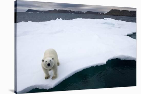 Polar Bear on Sea Ice at Svalbard on Summer Evening-Paul Souders-Stretched Canvas