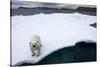 Polar Bear on Sea Ice at Svalbard on Summer Evening-Paul Souders-Stretched Canvas