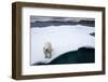 Polar Bear on Sea Ice at Svalbard on Summer Evening-Paul Souders-Framed Photographic Print