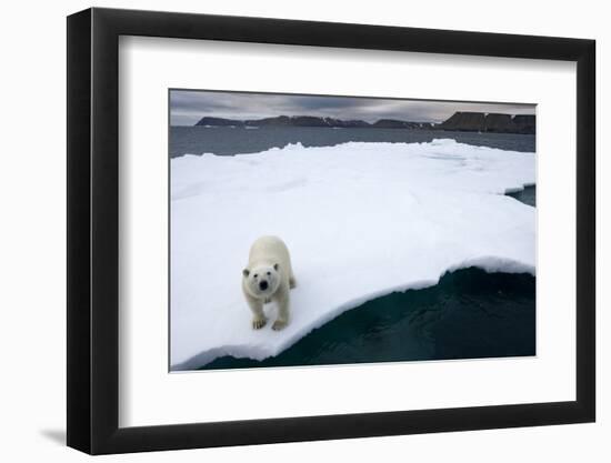 Polar Bear on Sea Ice at Svalbard on Summer Evening-Paul Souders-Framed Photographic Print