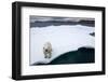 Polar Bear on Sea Ice at Svalbard on Summer Evening-Paul Souders-Framed Photographic Print