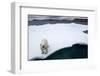 Polar Bear on Sea Ice at Svalbard on Summer Evening-Paul Souders-Framed Photographic Print