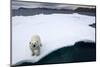Polar Bear on Sea Ice at Svalbard on Summer Evening-Paul Souders-Mounted Photographic Print