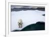 Polar Bear on Sea Ice at Svalbard on Summer Evening-Paul Souders-Framed Photographic Print