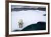 Polar Bear on Sea Ice at Svalbard on Summer Evening-Paul Souders-Framed Photographic Print