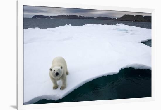 Polar Bear on Sea Ice at Svalbard on Summer Evening-Paul Souders-Framed Photographic Print