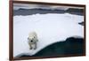 Polar Bear on Sea Ice at Svalbard on Summer Evening-Paul Souders-Framed Photographic Print