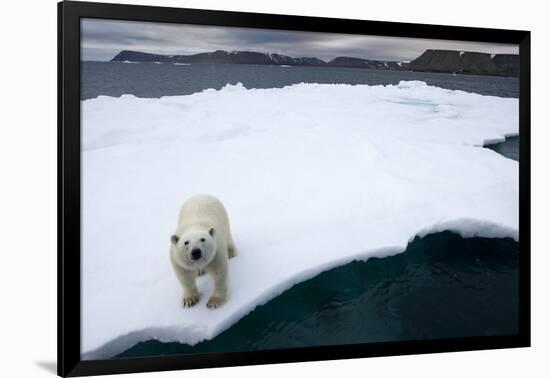 Polar Bear on Sea Ice at Svalbard on Summer Evening-Paul Souders-Framed Photographic Print