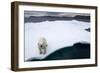 Polar Bear on Sea Ice at Svalbard on Summer Evening-Paul Souders-Framed Photographic Print