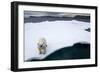 Polar Bear on Sea Ice at Svalbard on Summer Evening-Paul Souders-Framed Photographic Print