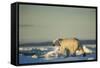 Polar Bear on Sea Ice, Hudson Bay, Nunavut, Canada-Paul Souders-Framed Stretched Canvas