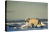 Polar Bear on Sea Ice, Hudson Bay, Nunavut, Canada-Paul Souders-Stretched Canvas