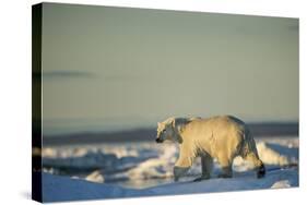 Polar Bear on Sea Ice, Hudson Bay, Nunavut, Canada-Paul Souders-Stretched Canvas