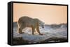 Polar Bear on Sea Ice, Hudson Bay, Nunavut, Canada-Paul Souders-Framed Stretched Canvas