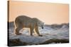 Polar Bear on Sea Ice, Hudson Bay, Nunavut, Canada-Paul Souders-Stretched Canvas