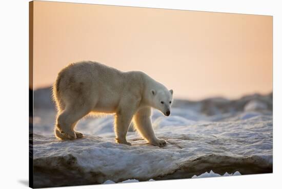 Polar Bear on Sea Ice, Hudson Bay, Nunavut, Canada-Paul Souders-Stretched Canvas