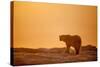 Polar Bear on Sea Ice, Hudson Bay, Nunavut, Canada-Paul Souders-Stretched Canvas