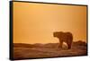 Polar Bear on Sea Ice, Hudson Bay, Nunavut, Canada-Paul Souders-Framed Stretched Canvas