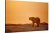 Polar Bear on Sea Ice, Hudson Bay, Nunavut, Canada-Paul Souders-Stretched Canvas