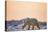 Polar Bear on Sea Ice, Hudson Bay, Nunavut, Canada-Paul Souders-Stretched Canvas