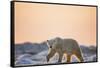 Polar Bear on Sea Ice, Hudson Bay, Nunavut, Canada-Paul Souders-Framed Stretched Canvas