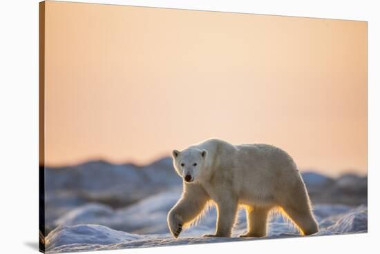 Polar Bear on Sea Ice, Hudson Bay, Nunavut, Canada-Paul Souders-Stretched Canvas