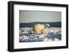 Polar Bear on Sea Ice, Hudson Bay, Nunavut, Canada-Paul Souders-Framed Photographic Print