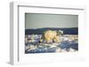 Polar Bear on Sea Ice, Hudson Bay, Nunavut, Canada-Paul Souders-Framed Photographic Print