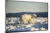 Polar Bear on Sea Ice, Hudson Bay, Nunavut, Canada-Paul Souders-Mounted Photographic Print