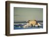 Polar Bear on Sea Ice, Hudson Bay, Nunavut, Canada-Paul Souders-Framed Photographic Print